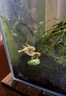 云峰海瑞清洁鱼活体热带鱼观赏鱼水族宠物工具鱼垃圾鱼老鼠鱼鱼缸除藻 黄金胡子大帆3条（3-5厘米） 实拍图