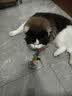 HELLOJOY猫咪不倒翁玩具羽毛逗猫棒球猫消耗体力自嗨解闷神器猫咪用品 实拍图