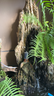森森 小鲤鱼缸水泵小型潜水泵过滤泵抽水泵XQP-1000 15W  实拍图