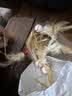 瓜洲牧猫玩具弹力球羽毛逗猫棒自嗨解闷神器网红款猫咪追赶互动宠物用品 羽毛弹力球【运动款】十二个装 实拍图