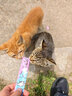 多特思猫零食猫条混合口味55支整桶装成猫幼猫咪零食湿粮 实拍图