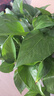 京东绿植绿萝盆栽除甲醛花卉绿植办公室新房净化空气180加仑4盆装源头直 实拍图