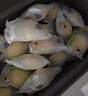 港荣蒸蛋糕咸肉松蛋糕790g戚风蛋糕零食面包西式糕点心甜品礼品盒物箱 实拍图