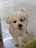 麦富迪狗粮 藻趣儿狗粮成犬粮牛肉螺旋藻 均衡营养15kg/30斤 实拍图