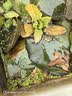 疯狂水草浮萍水草水上和鱼共养金鱼缸造景古法养鱼净化水质水芙蓉 水芙蓉10颗 实拍图