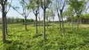风车茉莉绿植 银丝茉莉爬藤植物四季常绿 爬山虎草植物 风车茉莉3年苗爬的快 不含盆 实拍图
