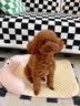 BNBNO夏天猫狗窝小型犬比熊泰迪夏凉窝冰丝凉席垫四季通用降温宠物睡床 实拍图