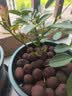 小苗月季花苗玫瑰果汁阳台开花绿植室内盆栽多季好养花卉爬藤藤本 真宙【重瓣大花浓香】灌木 实拍图