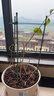 九千谷植物攀爬架包钢管花架蔷薇月季葡萄固定支撑防倒固定架60cm4634 实拍图