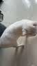 汪野君养猫新手全套用品猫砂盆套装喂食喂水器绒布猫窝猫玩具组合十件套 实拍图