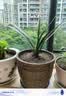 种花迷君子兰盆栽老苗带花苞四季好养多肉花卉绿植物室内圆头和尚大小苗 君子兰7-9片叶子+肥料 不含盆 实拍图