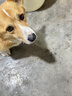 LEGENDSANDY蓝氏狗粮金毛泰迪全犬种成犬幼犬通用冻干三文鱼蛋黄味5kg10斤 实拍图