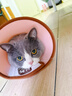 KONOKO宠物沐浴露猫咪狗狗清洁杀菌除螨除臭去味比熊泰迪专用浴液洗澡液 实拍图