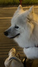 网易严选犬粮 全价冻干三拼鸡肉狗粮幼犬成犬小型中大型犬通用金毛 10kg*2 实拍图