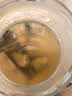 蔚鲜来原味小竹笋300g*2袋 江西特产嫩笋尖丝火锅凉拌食材 源头直发包邮 实拍图