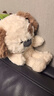 名创优品（MINISO）趴姿小号软趴趴小狗毛绒玩具玩偶公仔娃娃抱枕生日520礼物女 灰色 实拍图