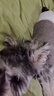 力狼（LILANG）狗粮幼犬粮 博美泰迪柯基金毛边牧全犬种中小型犬通用型狗粮 【1-12月| 鲜肉羊奶】幼犬专用粮4斤 实拍图