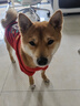 伯纳天纯鸭肉梨冻干三拼全价狗粮中大型犬小型犬成年犬粮10kg/20斤 实拍图
