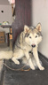 麦富迪狗粮 藻趣儿狗粮成犬粮牛肉螺旋藻 均衡营养15kg/30斤 实拍图