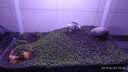 YEE水草泥鱼缸造景草缸底砂沙不浑水草缸陶粒亚马逊基肥营养土泥套餐 升级版【细粒0.5L】1斤 实拍图