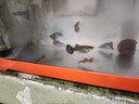 备能硝化细菌鱼缸专用消化细菌胶囊水族箱水质稳定剂养鱼必备用品50粒 实拍图