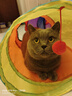 欢宠网猫玩具猫咪猫隧道彩虹钻洞袋子迷宫通道逗猫自嗨神器解闷猫猫小猫 实拍图