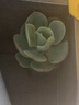 【亏本冲量】多肉植物盆栽新手套餐迷你绿植 鸡蛋碧桃1棵(不带盆和土） 实拍图