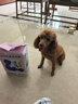 鲁希德宠物尿垫狗狗尿垫尿不湿除臭吸水尿不湿加厚XL码20片(60*90) 实拍图