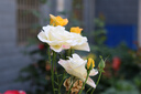 薇诺娜第二代特护面膜18片套装退红修护舒缓补水保湿520礼物 实拍图
