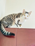 沃趣 猫砂钠基矿砂矿土吸水猫咪用品无尘猫砂9斤 实拍图