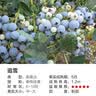 虹越（HONGYUE）蓝莓果苗盆栽苗 南方北方庭院阳台种植果树苗HN 【大果品种】“追雪” 1加仑 实拍图