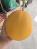 琪江果山东黄金蜜瓜 黄河蜜瓜当季新鲜水果整箱 黄金瓜净重4-5斤1-2个 实拍图