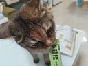 多特思猫零食小轻松猫草猫条50支0肉粉0诱食剂排毛化毛成幼猫条软罐头 实拍图