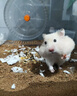 松下（Panasonic）7号七号充电电池4节三洋爱乐普技术适用于话筒相机玩具无充电器HHR-4MRC/4B 实拍图