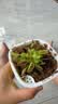 捕蝇草盆栽猪笼草食虫植物夏季驱蚊食虫捕虫室内趣味绿植 美人齿 捕蝇草大苗 赠吸水盆栽好发货 实拍图