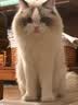 instinct天然百利三文鱼配方全猫粮10磅/4.5kg 实拍图