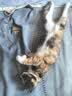 网易严选全价猫粮 宠物主粮成幼猫咪食品 深海鱼虾口味500g 实拍图