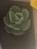 【亏本冲量】多肉植物盆栽新手套餐迷你绿植 鸡蛋碧桃1棵(不带盆和土） 实拍图