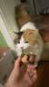 富力鲜（Frisian）泰国进口 猫罐头85g*48罐白身鲔鱼+牛肉罐头 实拍图
