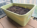 爱丽思（IRIS）种菜盆蔬菜种植箱塑料特大号阳台种菜专用箱神器户外花箱种花菜盆 热款 (70cm长)绿色 送隔网 实拍图