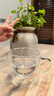 京东京造 玻璃杯 双层泡茶水杯子耐热耐高温咖啡凉水马克杯300ml 实拍图