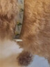 HELLOJOY猫咪驱虫项圈狗狗猫宠物狗猫圈除跳蚤猫猫幼猫小猫小狗体外去跳蚤 实拍图