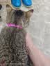 欢宠网猫驱虫项圈狗猫咪狗狗脖圈颈圈小狗小型犬猫猫小猫幼猫宠物跳蚤圈 实拍图