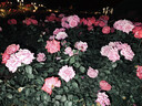 迪奥Dior迪奥小姐香水节日礼盒(香水+身体乳)香氛留香生日礼物送女友 实拍图