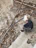 小熊（Bear）不锈钢电煮锅 宿舍小锅 小电锅 学生寝室一体泡面火锅 多功能电热锅 电煮锅小型1-2人F12H2配蒸笼 实拍图