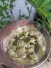 优卓胖东来同款茉莉花干花2026特一级新茶横县特级浓香型花茶理气安神 【特优级茉莉花】无硫熏染 100g*1罐 舒缓情绪辅助提神醒脑 实拍图