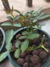 小苗月季花苗玫瑰果汁阳台开花绿植室内盆栽多季好养花卉爬藤藤本 真宙【重瓣大花浓香】灌木 实拍图