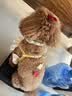 HELLOJOY猫咪驱虫项圈狗狗猫宠物狗猫圈除跳蚤猫猫幼猫小猫小狗体外去跳蚤 实拍图