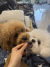 欧恩焙加拿大自营进口小型犬狗粮比熊幼犬粮全阶段鱼肉味无谷犬粮5.67kg 实拍图
