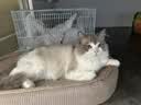 光多拉彩虹猫隧道加长125cm带逗猫球自嗨解闷钻洞迷宫小猫咪玩具可折叠 实拍图